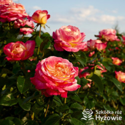 Oriental Peace® dawna nazwa 'Orient Express' - Róże Wielkokwiatowe -  Oriental Peace® dawna nazwa 'Orient Express' - Róże Wielkokwiatowe -