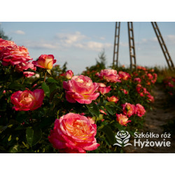 Oriental Peace® dawna nazwa 'Orient Express' - Róże Wielkokwiatowe -  Oriental Peace® dawna nazwa 'Orient Express' - Róże Wielkokwiatowe -