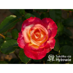 Oriental Peace® dawna nazwa 'Orient Express' - Róże Wielkokwiatowe -  Oriental Peace® dawna nazwa 'Orient Express' - Róże Wielkokwiatowe -