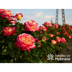 Oriental Peace® dawna nazwa 'Orient Express' - Róże Wielkokwiatowe -  Oriental Peace® dawna nazwa 'Orient Express' - Róże Wielkokwiatowe -