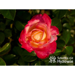 Oriental Peace® dawna nazwa 'Orient Express' - Róże Wielkokwiatowe -  Oriental Peace® dawna nazwa 'Orient Express' - Róże Wielkokwiatowe -