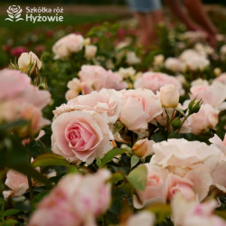 Royal Estelle™ - Róże Rabatowe - 