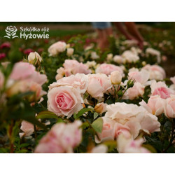 Royal Estelle™ - Róże Rabatowe - 