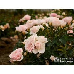 Royal Estelle™ - Róże Rabatowe - 