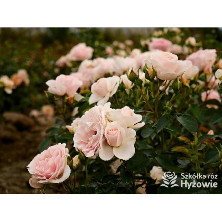 Royal Estelle™ - Róże Rabatowe - 