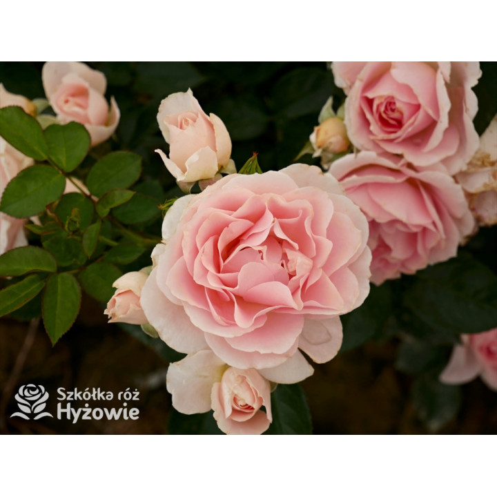 Royal Estelle™ - Róże Rabatowe - 