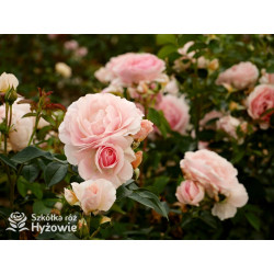 Royal Estelle™ - Róże Rabatowe - 