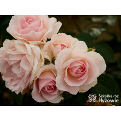 Royal Estelle™ - Róże Rabatowe - 