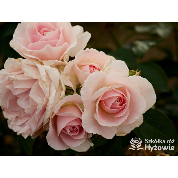 Royal Estelle™ - Róże Rabatowe - 