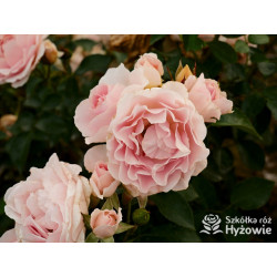 Royal Estelle™ - Róże Rabatowe - 