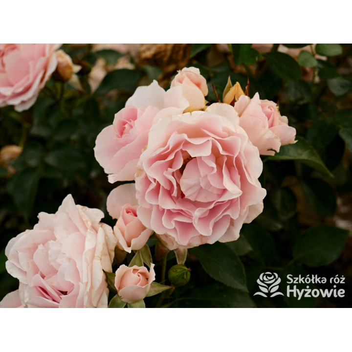 Royal Estelle™ - Róże Rabatowe - 