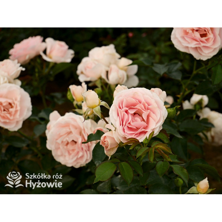 Royal Estelle™ - Róże Rabatowe - 