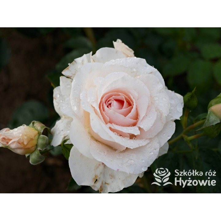 Royal Estelle™ - Róże Rabatowe - 