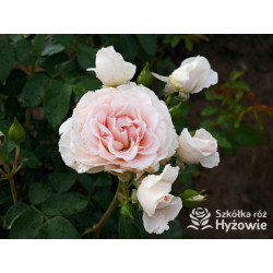 Royal Estelle™ - Róże Rabatowe - 