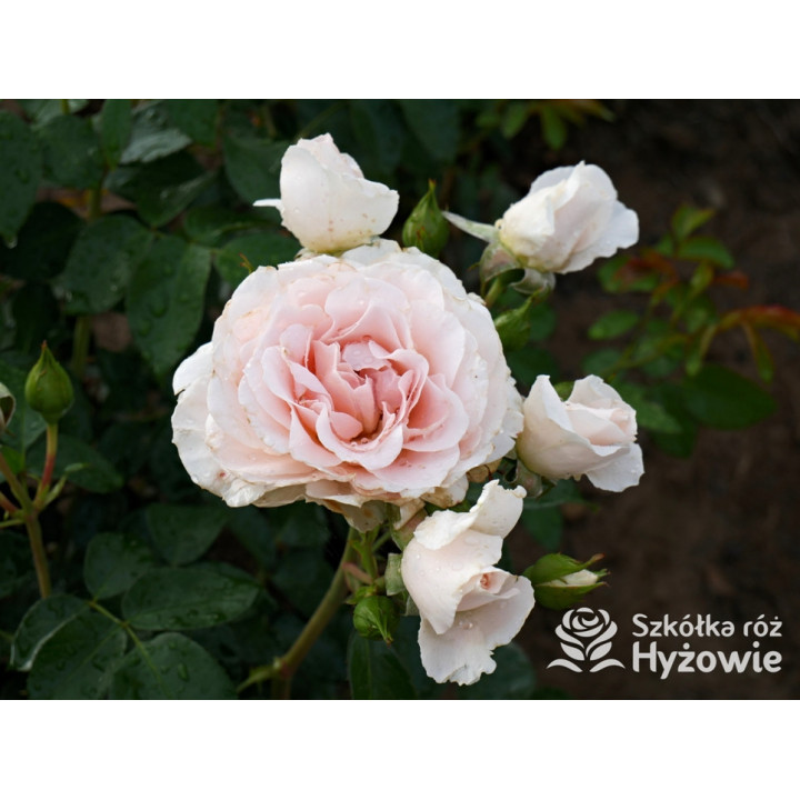 Royal Estelle™ - Róże Rabatowe - 