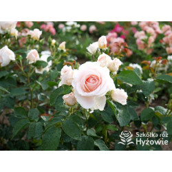 Royal Estelle™ - Róże Rabatowe - 