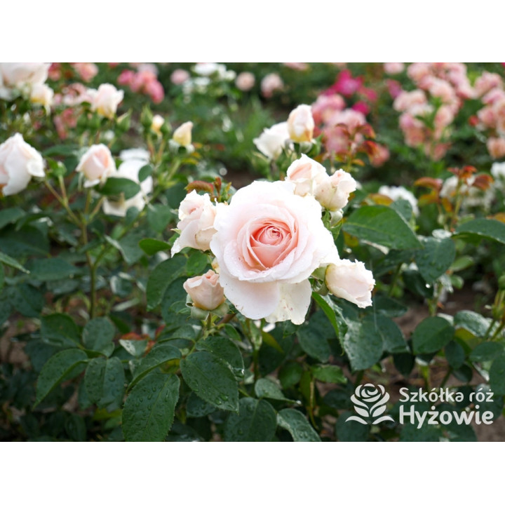 Royal Estelle™ - Róże Rabatowe - 