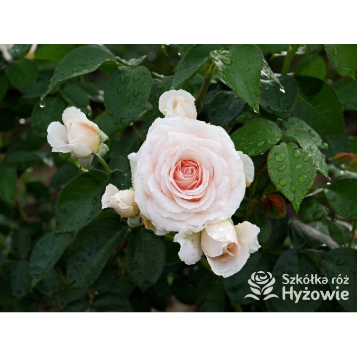 Royal Estelle™ - Róże Rabatowe - 