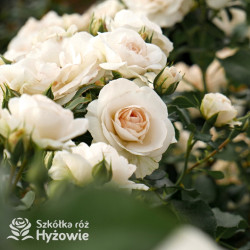 Sirius® - Róże Rabatowe -