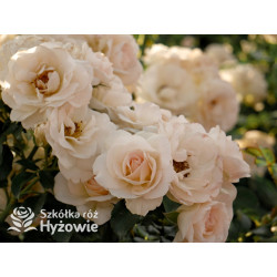 Sirius® - Róże Rabatowe -  Sirius® - Róże Rabatowe -