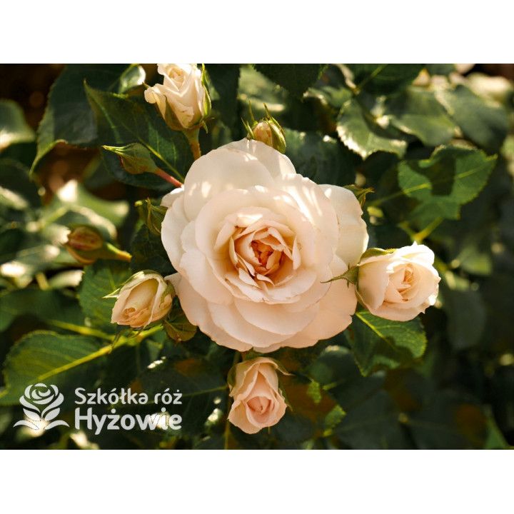 Sirius® - Róże Rabatowe -  Sirius® - Róże Rabatowe -