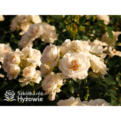 Sirius® - Róże Rabatowe -  Sirius® - Róże Rabatowe -