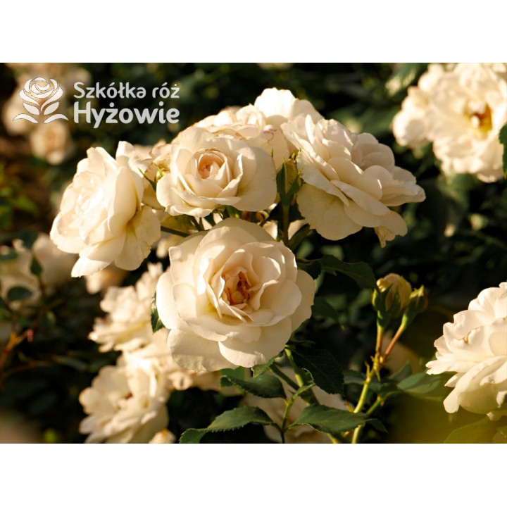 Sirius® - Róże Rabatowe -  Sirius® - Róże Rabatowe -