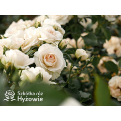 Sirius® - Róże Rabatowe -  Sirius® - Róże Rabatowe -