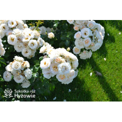 Sirius® - Róże Rabatowe -  Sirius® - Róże Rabatowe -