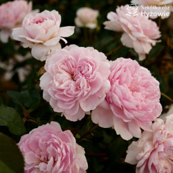 Silas Marner™ (Ausraveloe) - David Austin® Róże Angielskie - 