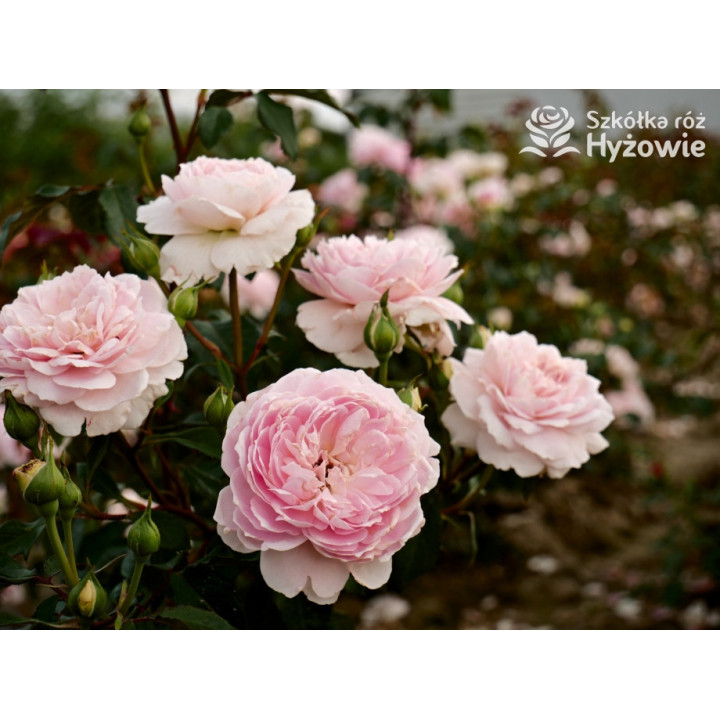 Silas Marner™ (Ausraveloe) - David Austin® Róże Angielskie - 