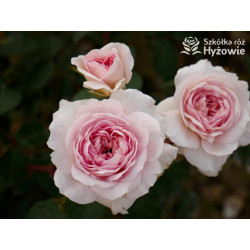 Silas Marner™ (Ausraveloe) - David Austin® Róże Angielskie - 