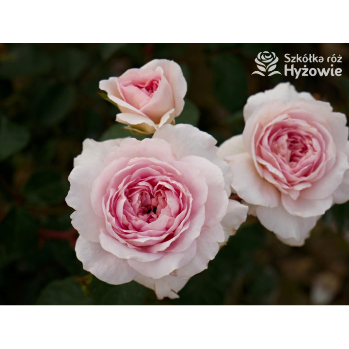 Silas Marner™ (Ausraveloe) - David Austin® Róże Angielskie - 