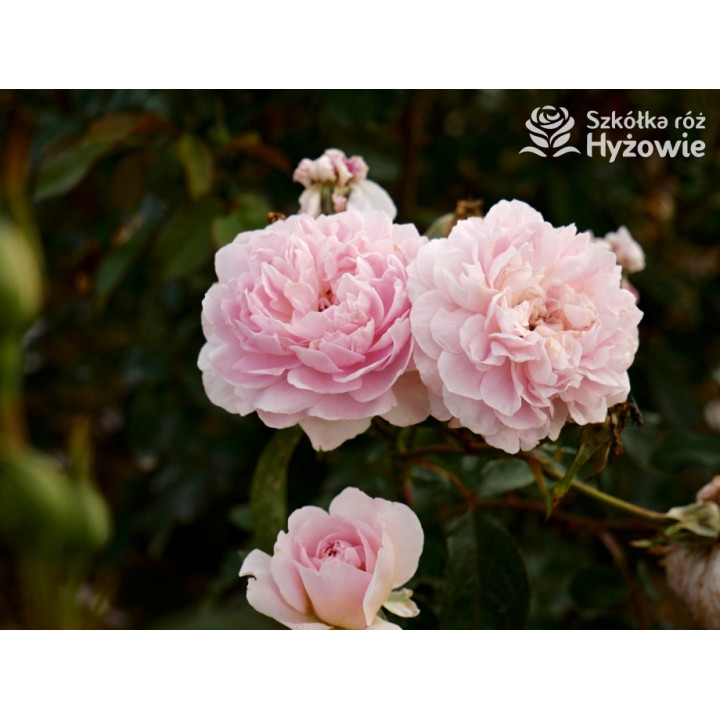 Silas Marner™ (Ausraveloe) - David Austin® Róże Angielskie - 