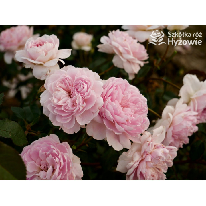 Silas Marner™ (Ausraveloe) - David Austin® Róże Angielskie - 