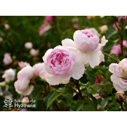 Silas Marner™ (Ausraveloe) - David Austin® Róże Angielskie - 