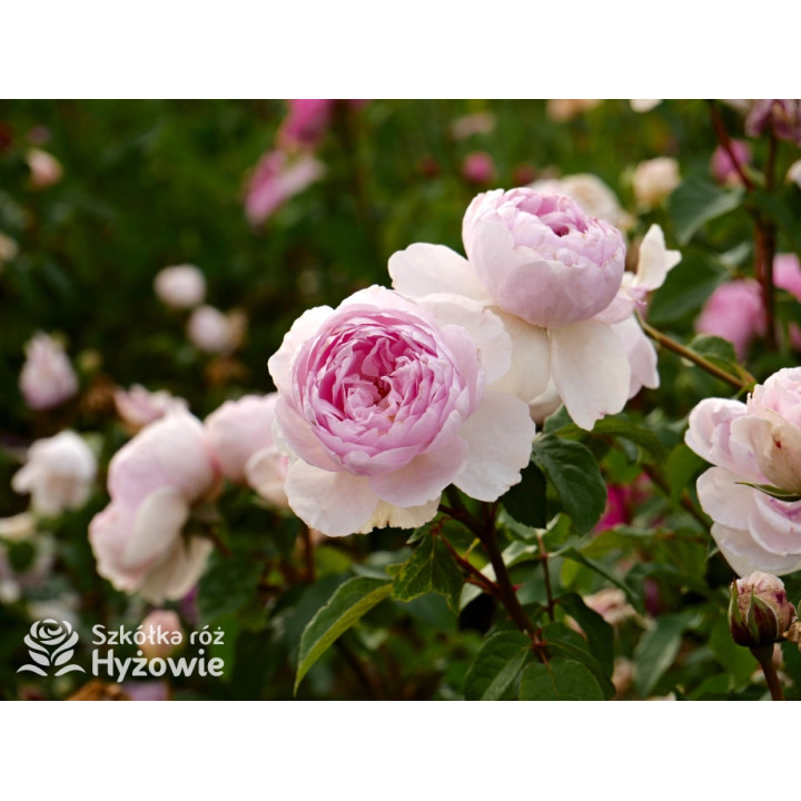 Silas Marner™ (Ausraveloe) - David Austin® Róże Angielskie - 