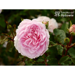 Silas Marner™ (Ausraveloe) - David Austin® Róże Angielskie - 