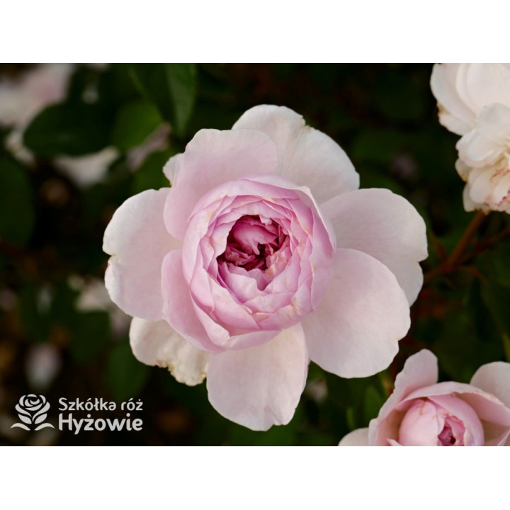 Silas Marner™ (Ausraveloe) - David Austin® Róże Angielskie - 