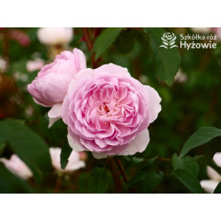 Silas Marner™ (Ausraveloe) - David Austin® Róże Angielskie - 