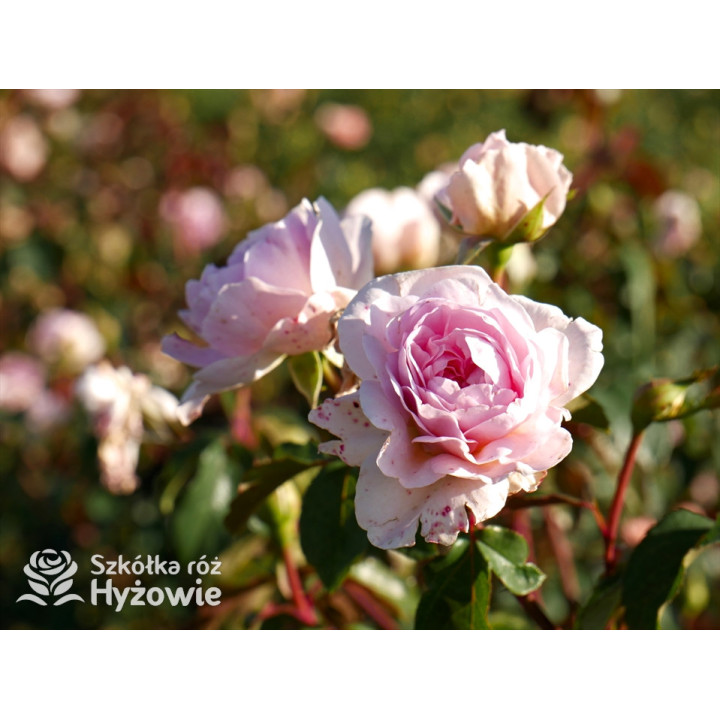 Silas Marner™ (Ausraveloe) - David Austin® Róże Angielskie - 