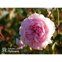 Silas Marner™ (Ausraveloe) - David Austin® Róże Angielskie - 