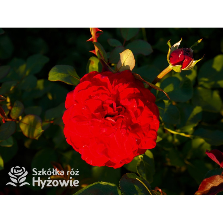 Störtebeker® - Róże Wielkokwiatowe - 