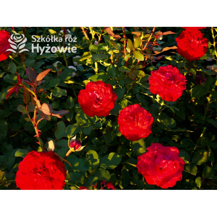 Störtebeker® - Róże Wielkokwiatowe - 