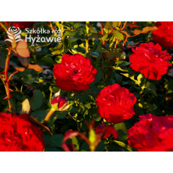 Störtebeker® - Róże Wielkokwiatowe - 