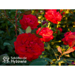 Störtebeker® - Róże Wielkokwiatowe - 