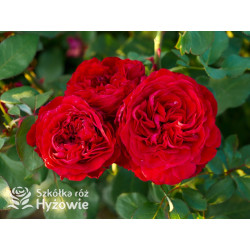 Störtebeker® - Róże Wielkokwiatowe - 