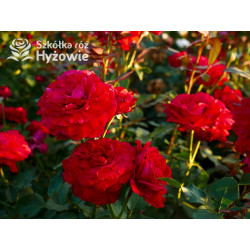 Störtebeker® - Róże Wielkokwiatowe - 