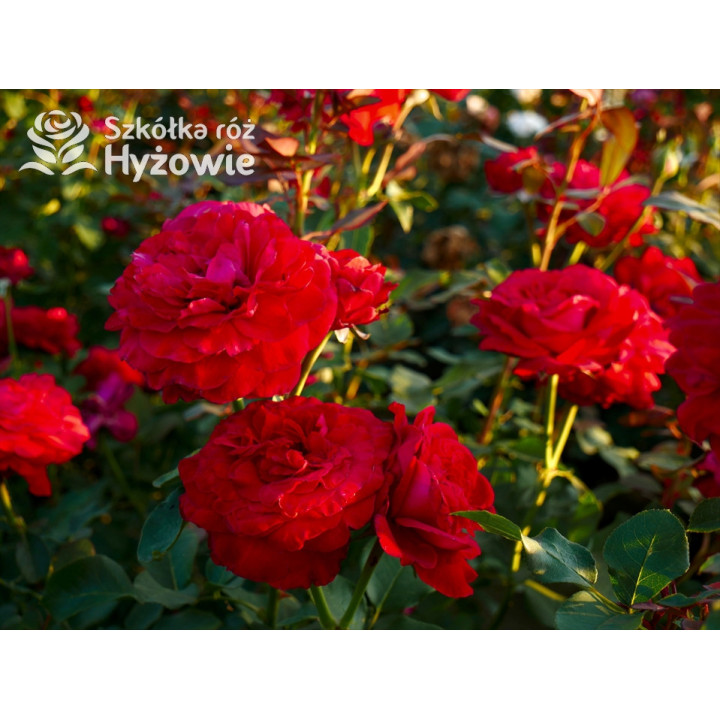 Störtebeker® - Róże Wielkokwiatowe - 