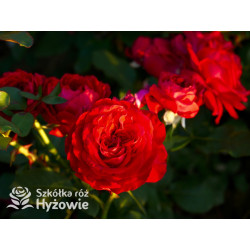 Störtebeker® - Róże Wielkokwiatowe - 